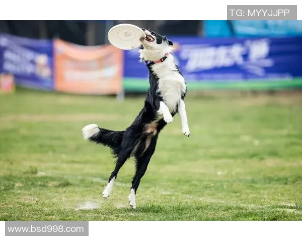 极限运动世界杯特别报道：西安飞盘队的突破历程